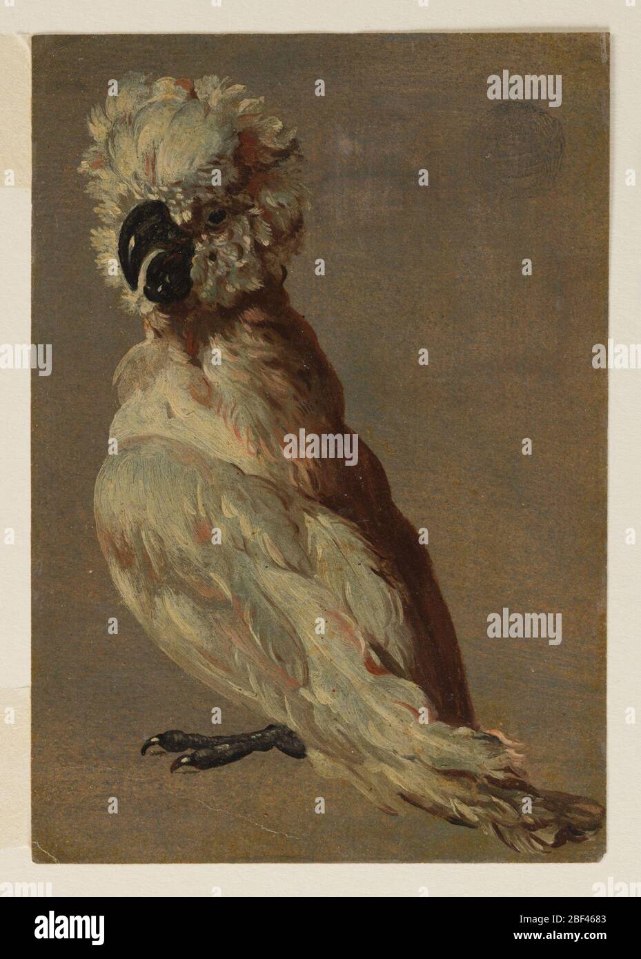 Un cockatoo bianco-bruno. Un uccello di gallo mostrato nel profilo, rivolto verso sinistra, la testa rivolta verso lo spettatore. Foto Stock Un cockatoo bianco-bruno. Un uccello di gallo mostrato nel profilo, rivolto verso sinistra, la testa rivolta verso lo spettatore. Foto Stock