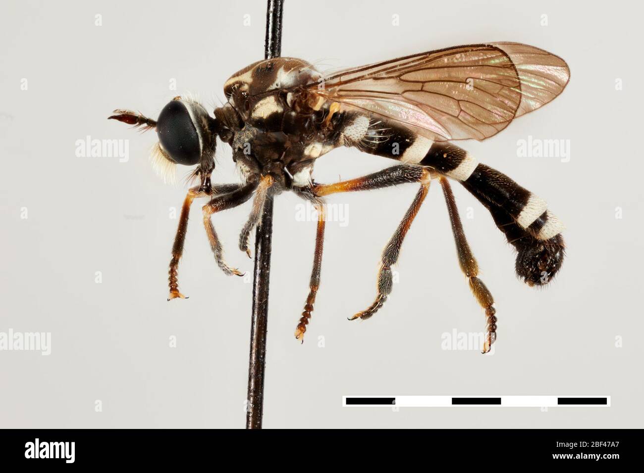 Zebra di Hynirhynchus. 17 Mar 20201 Foto Stock