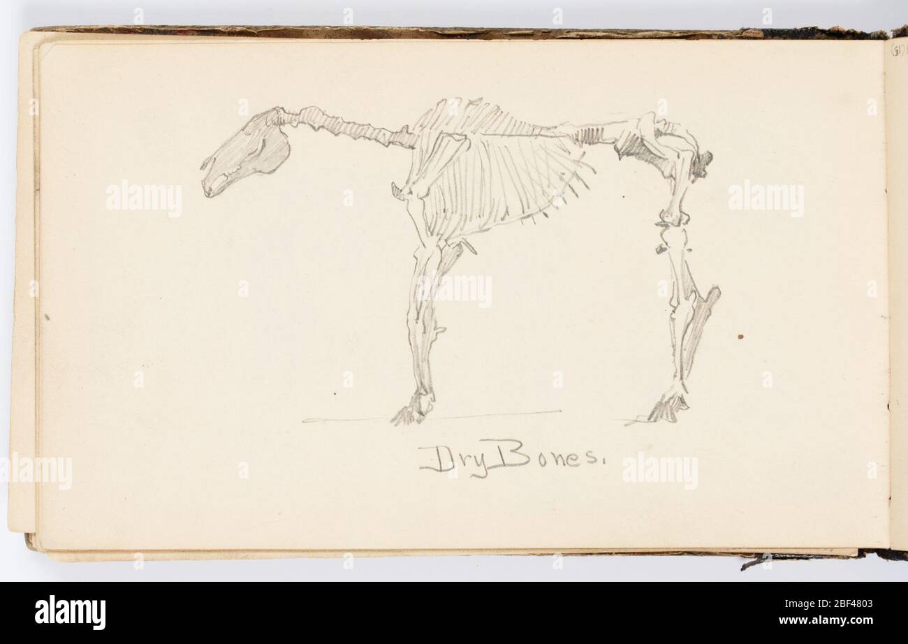 Pagina del libro degli scarabcini ossa asciutte. Schizzo dello scheletro di un cavallo, senza la coda. Foto Stock
