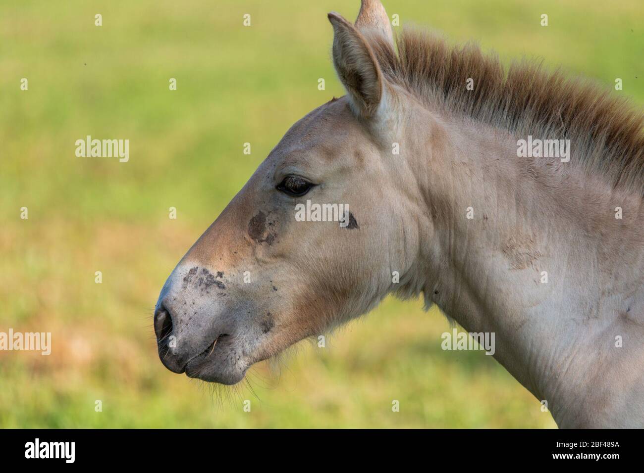 Przewalskis Wild Horse. SCBI,Madre: Olga,specie: Przewalskii,genere: Equus,Famiglia: Equidi,Ordine: Perissodactyla,Classe: Mammalia,Phylum: Chordata,Regno: Animalia,Przewalski's Wild Horse,Horse,Front Royal,foal,Young Foto Stock