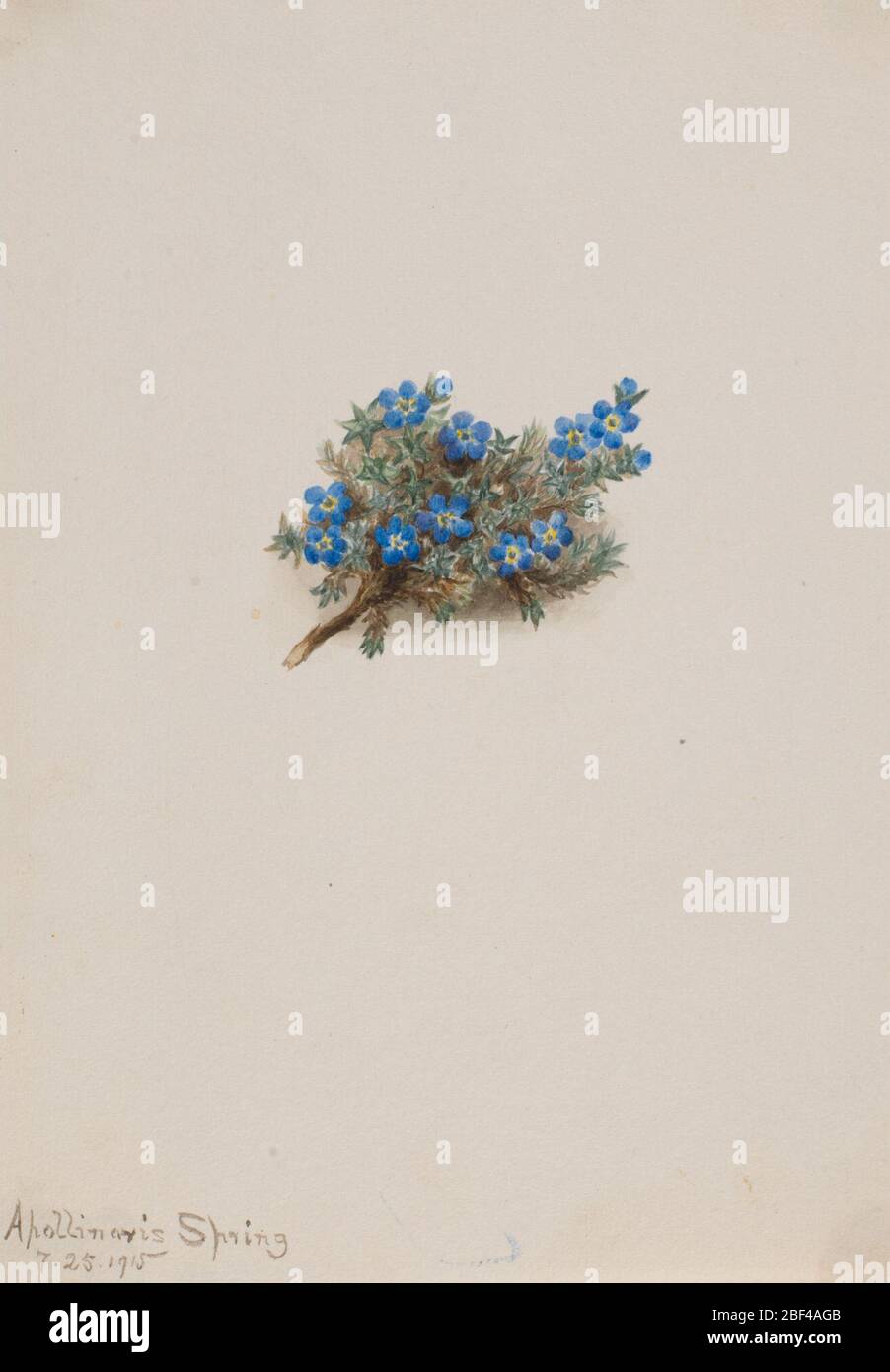 Moss Forgetmenot Eritichum elongatum. Foto Stock