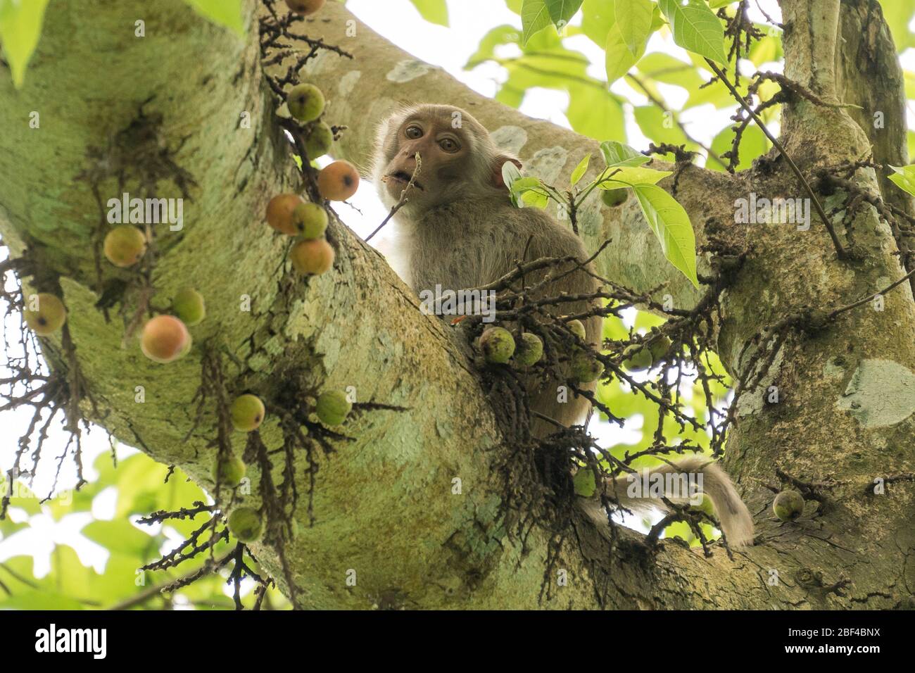 Macachi mangiare frutta al recinto semifselvatico Núi Đôi, Phong Nha, Vietnam Foto Stock