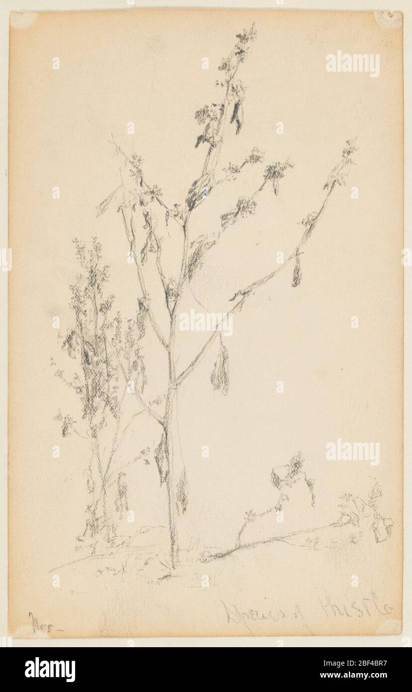 Studio dei thistles. In primo piano viene visualizzato un diotolo, un gruppo di essi nella parte posteriore sinistra. Foto Stock