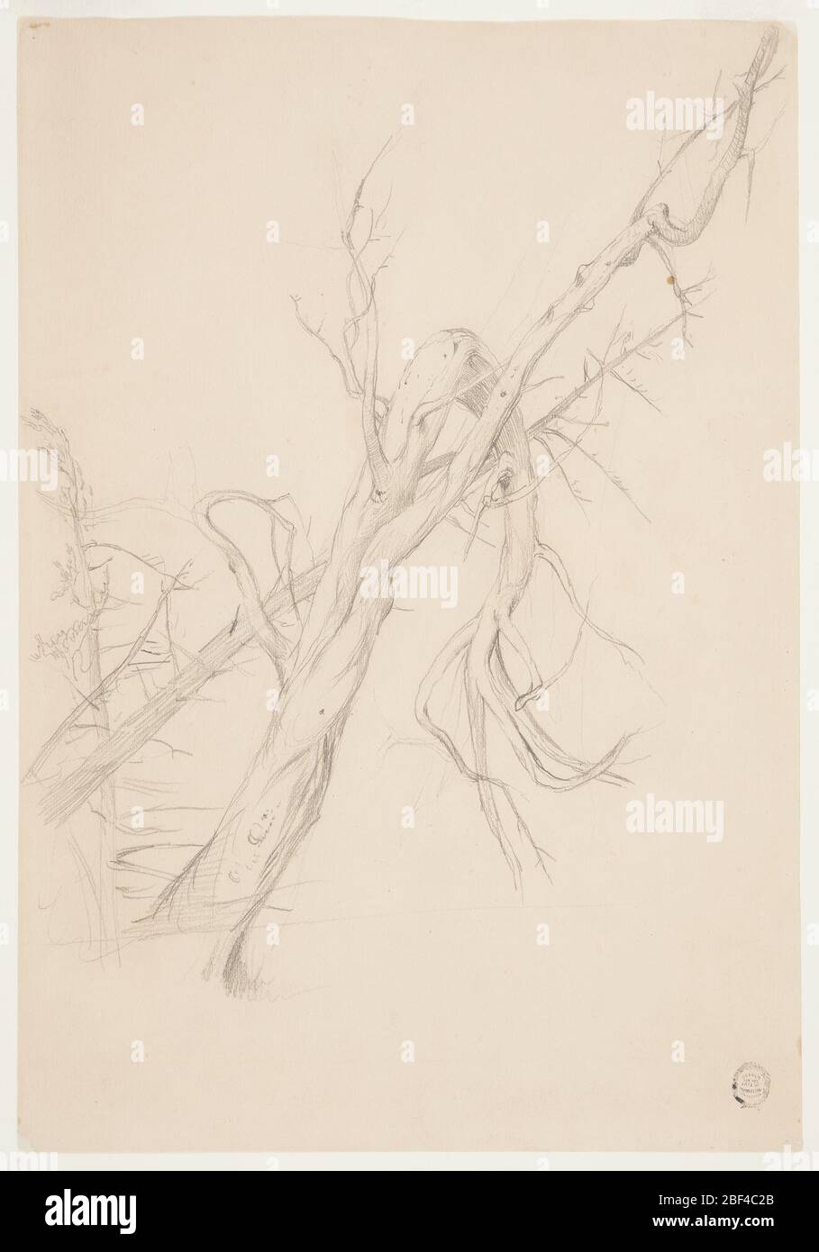 Albero morto gnarled. Recto: Un albero gnarled, e orizzontalmente in alto a sinistra due teste di caricatura mostrate in profilo e de faccia, rispettivamente.verso: Un albero morto gnarled che sta davanti ad un albero obliquo e un albero verticale. Foto Stock