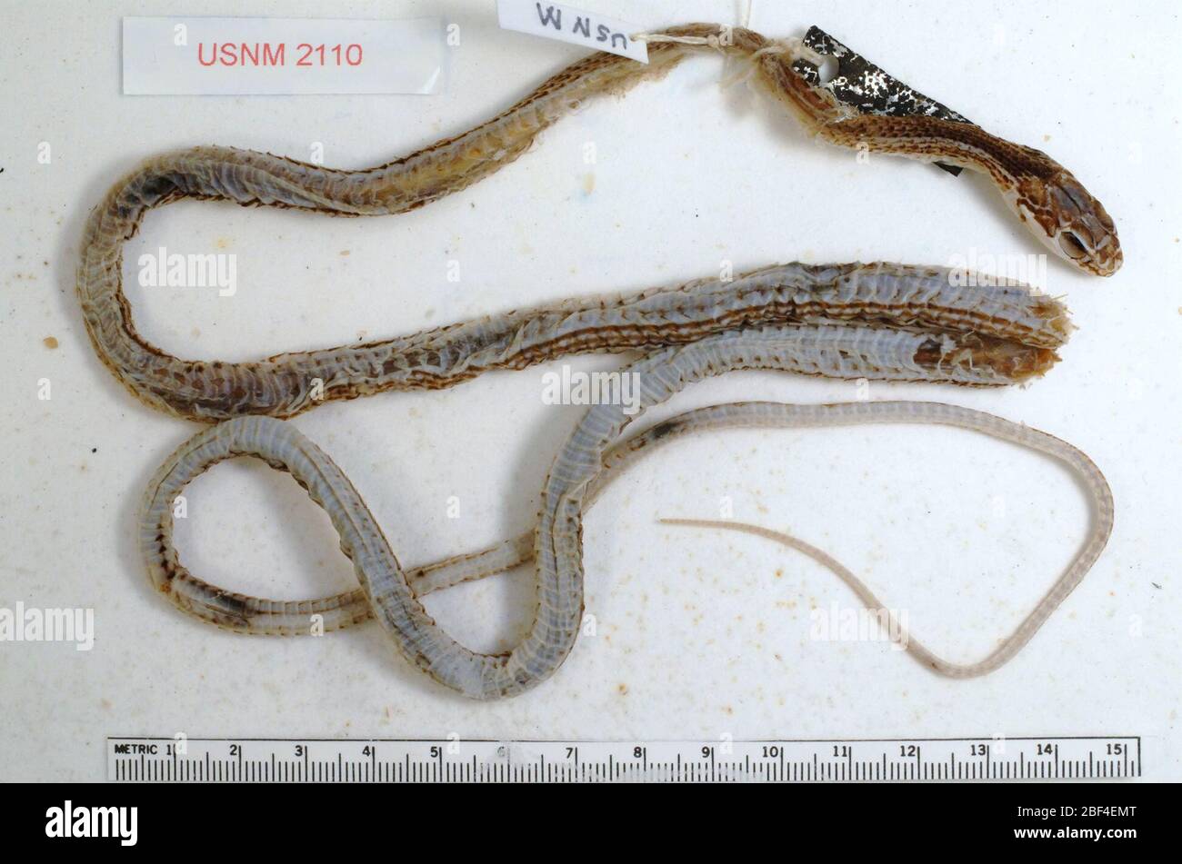 Masticophis taeniatus. 6 ago 20141 Foto Stock