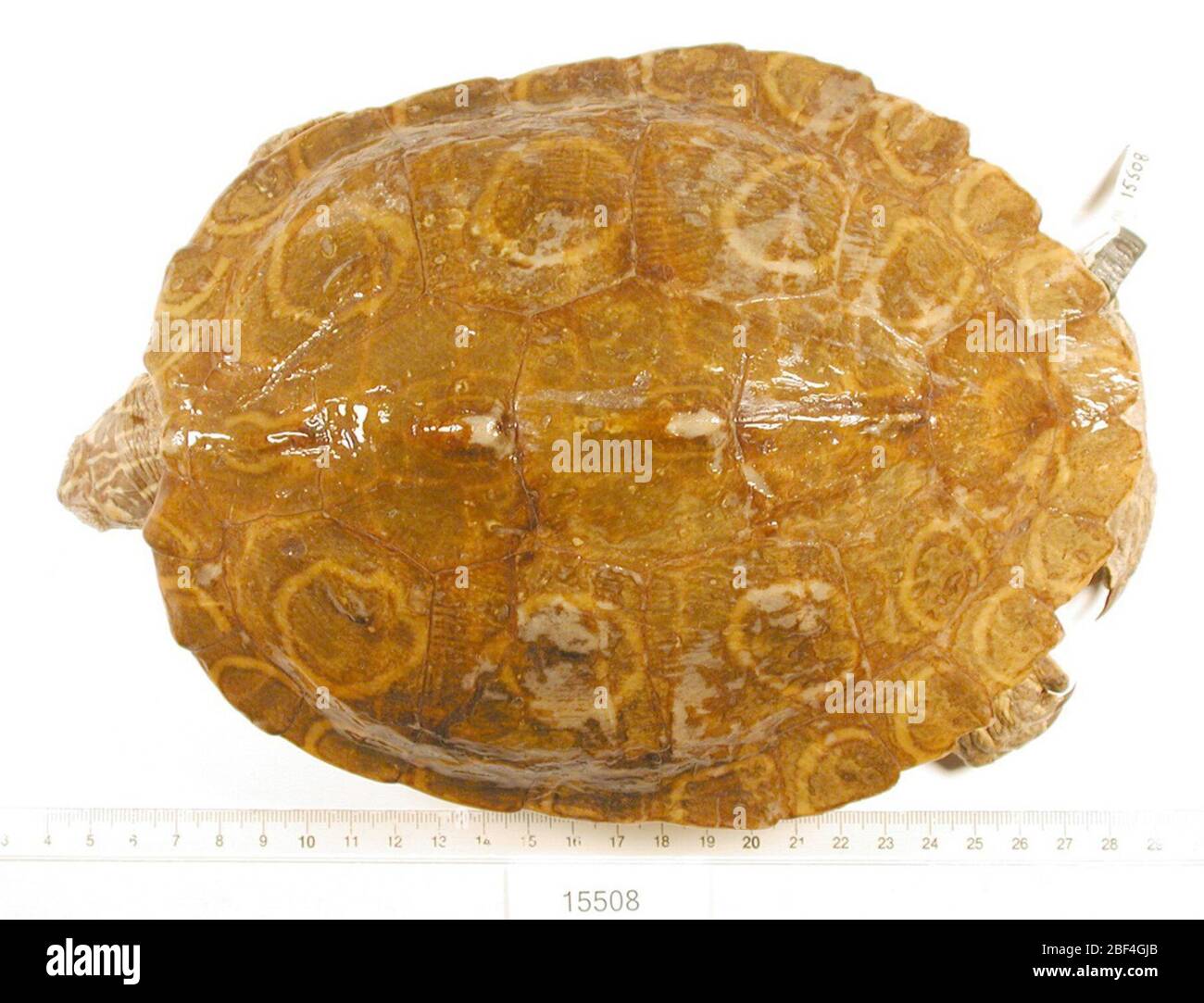 Graptemys oculifera. 2 ottobre 20181 Foto Stock