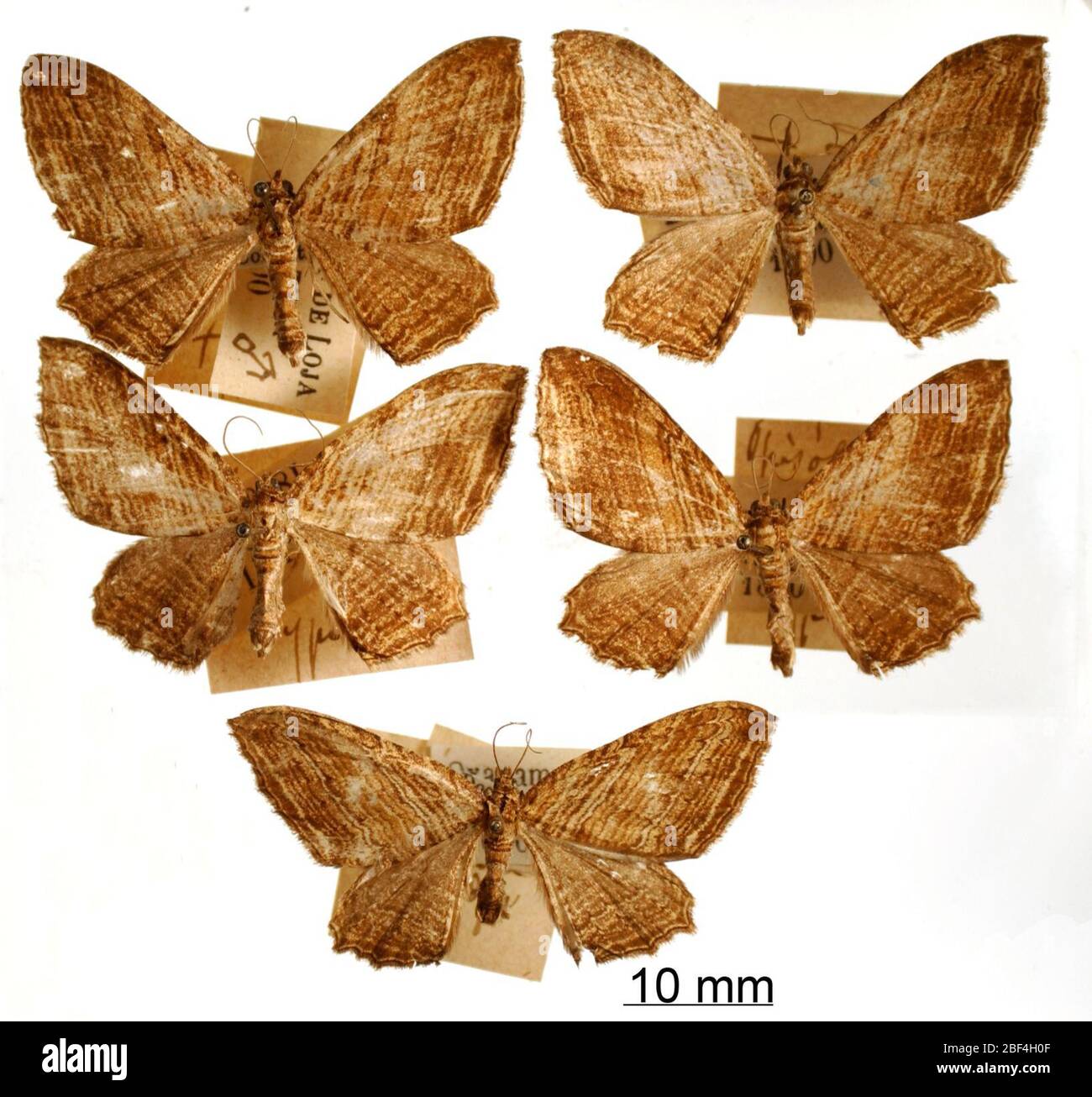 Opisogonia rayada. 9 Jan 20145 Foto Stock