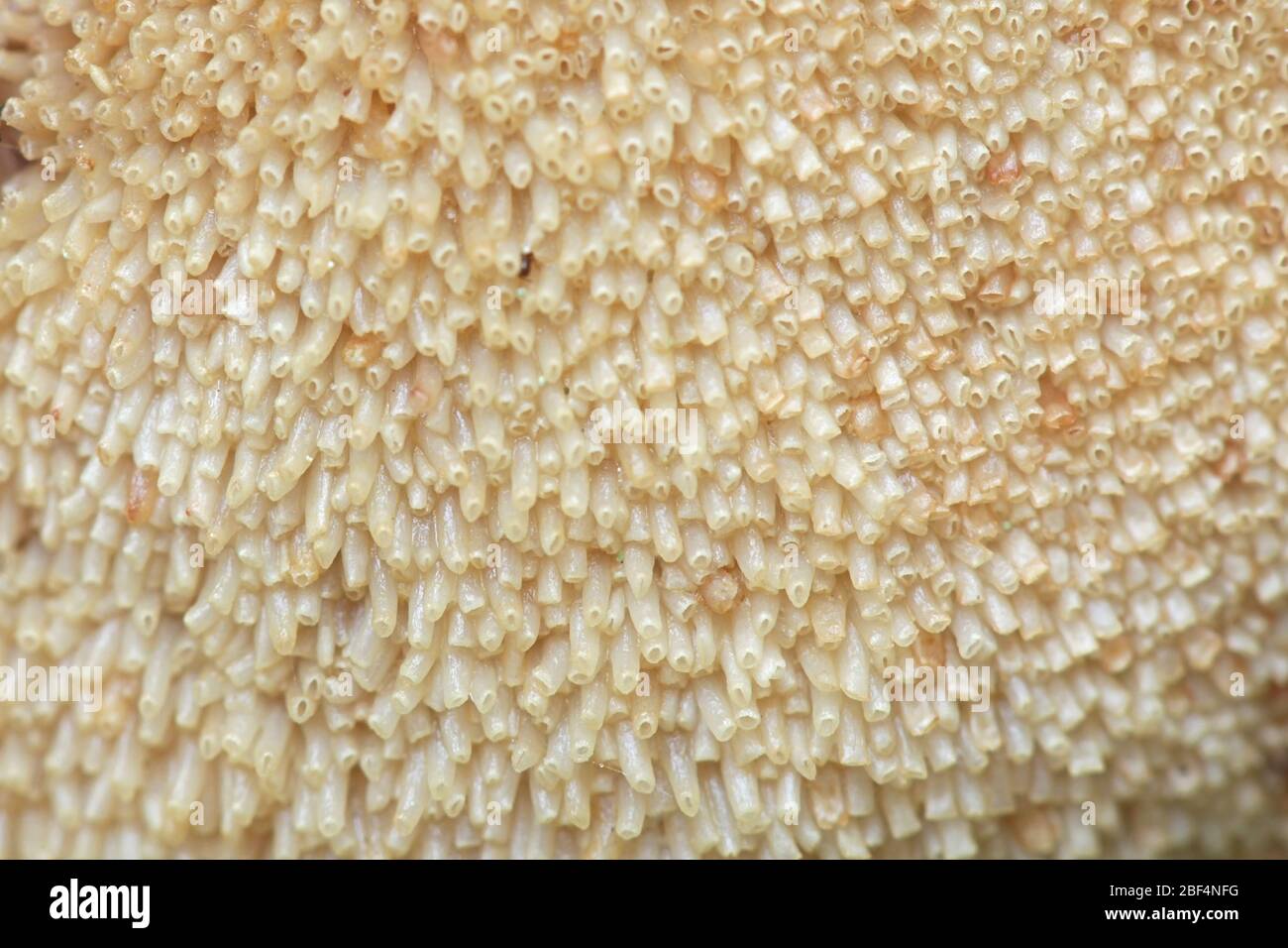 Fistulina hepatica, nota come fungus di bistecca, polipore di bistecca, lingua di bue e funghi di lingua, coltivando su quercia in Finlandia Foto Stock