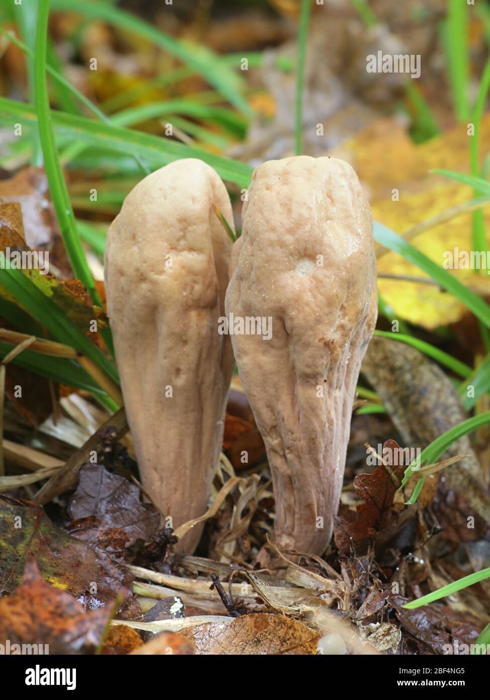 Clavariadelphus pistillaris, noto come Club gigantesco fungo, considerato alimento funzionale a causa della sua elevata attività antiossidante Foto Stock