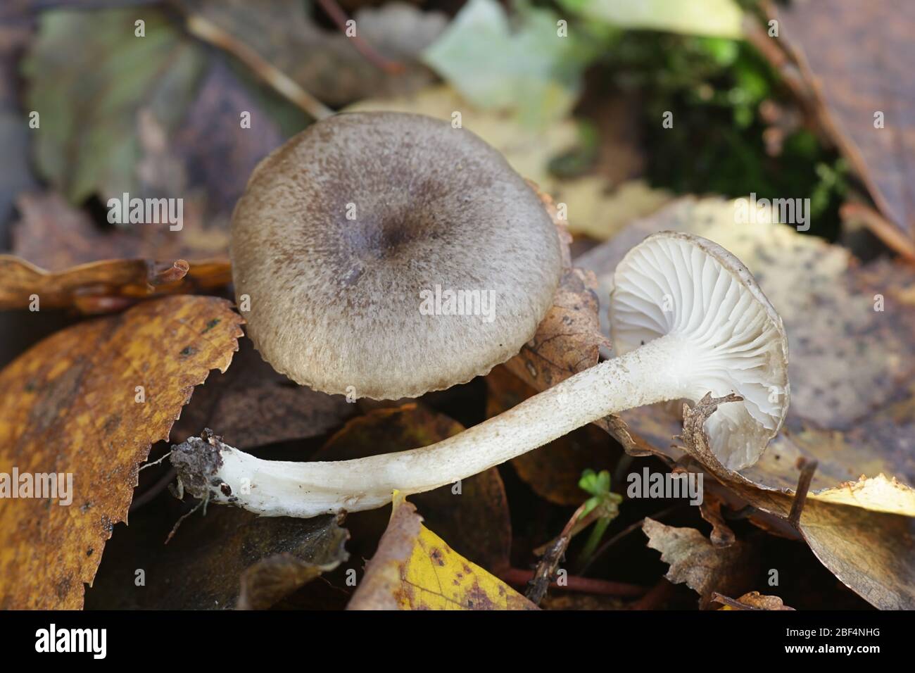 Hygrophorus pustulatus, funghi di cera di legno grigio sottile dalla Finlandia Foto Stock