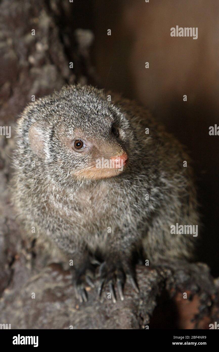 Mongoose annoiato. Specie: mungo,genere: Mungos,Famiglia: Herpestidae,Ordine: Carnivora,Classe: Mammalia,Phylum: Chordata,Regno: Animalia,Mongoose a bande,Mongoose,Viverrid,SMH,Small Mammal House Foto Stock