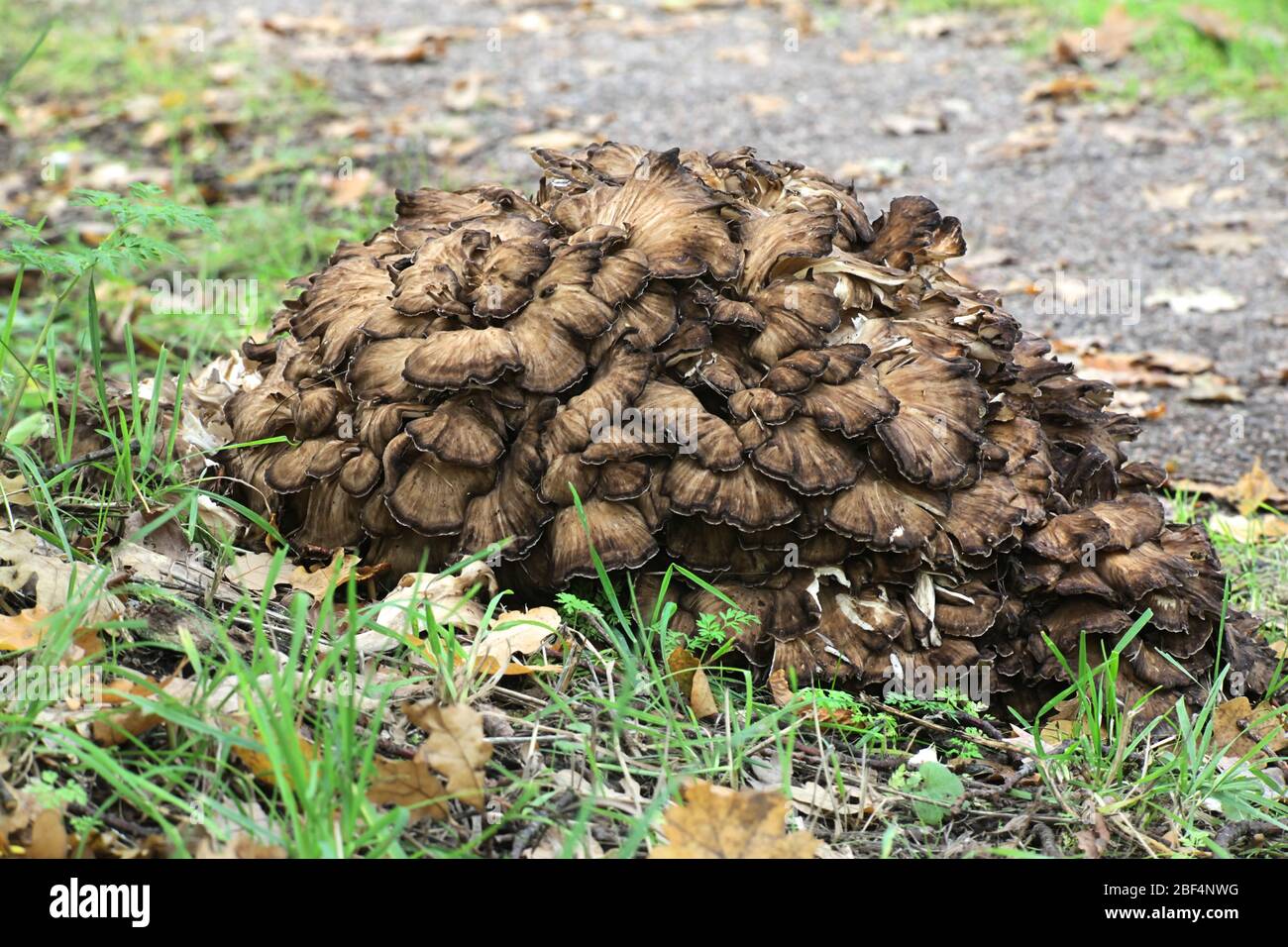 Grifola frondosa, noto come maitake, gallina di boschi e di ram la testa selvatici funghi commestibili con proprietà medicinali Foto Stock