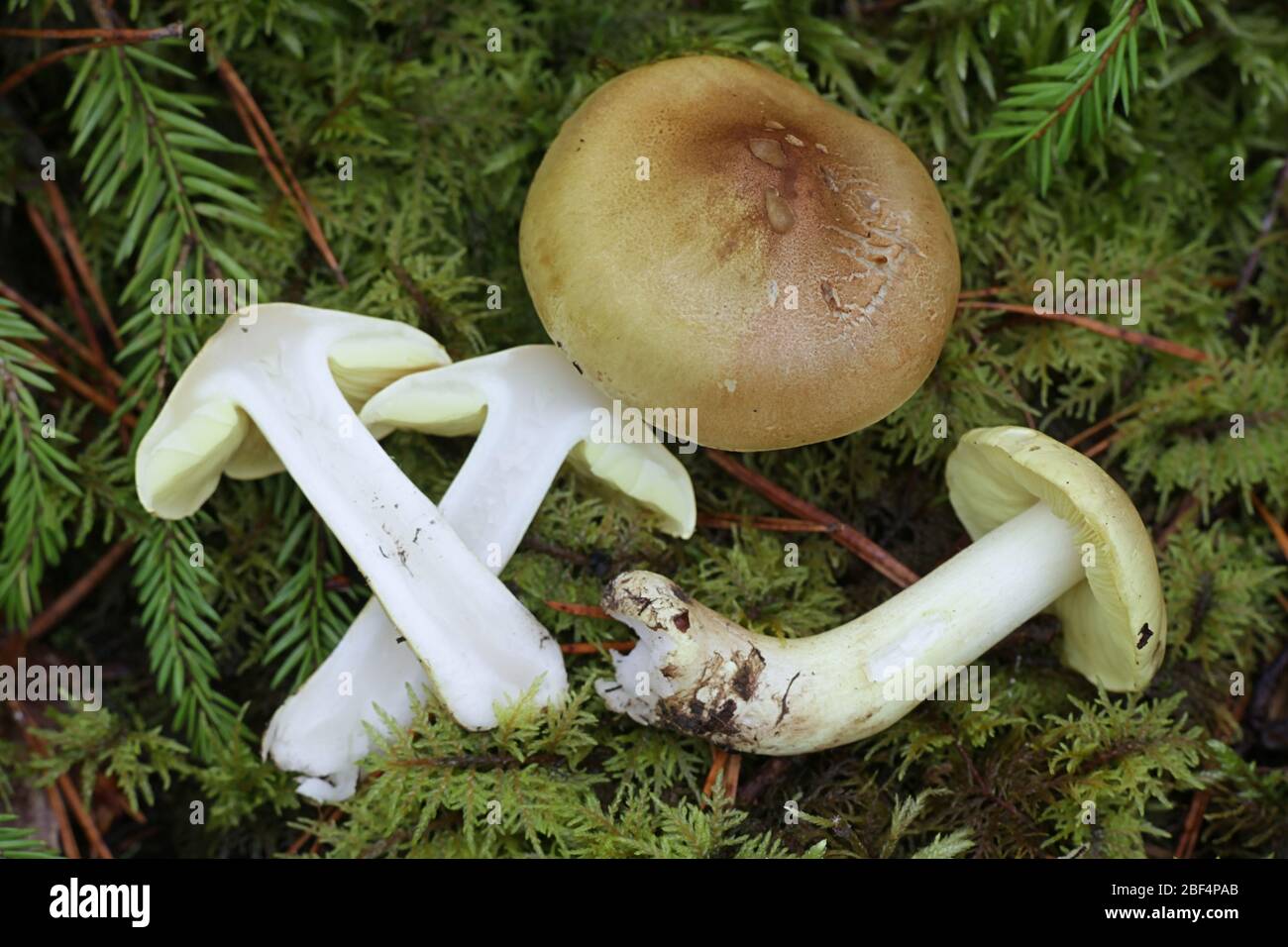 Tricholoma frondosae (Tricholoma equestre var. populinum), noto come uomo a cavallo o cavaliere giallo di funghi selvatici dalla Finlandia Foto Stock