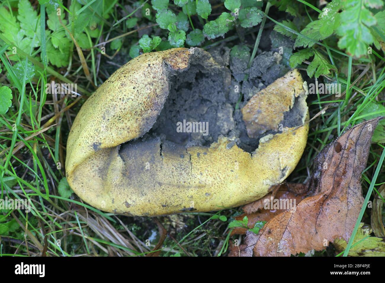 Sclerodermia citrinum, conosciuto come il lotone comune, puffball veleno della pelle di maiale o palla di terra comune, fungo selvatico dalla Finlandia Foto Stock