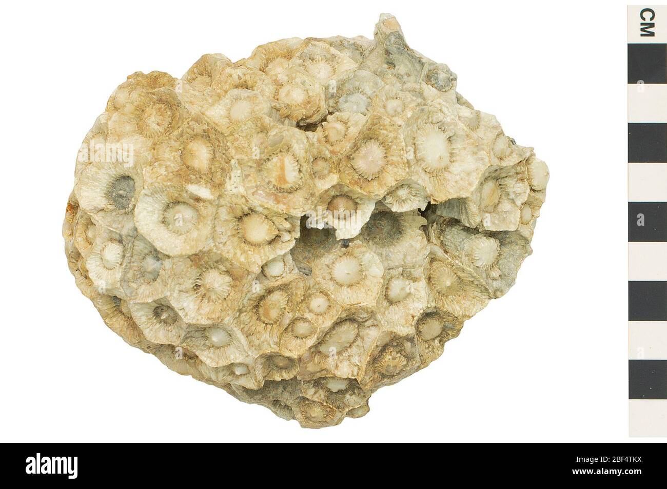 Corno corallo. Questo oggetto fa parte della collezione Educazione e sensibilizzazione, alcuni dei quali sono nel centro di formazione scientifica Q?rius e disponibili per See.Paleozoic - Carboniferous - Upper/Late114 Gen 2020. Calcare di Loius Foto Stock