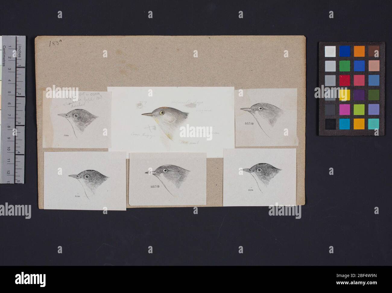 Robert Ridgway Bird Head disegno 183a. Questo disegno o incisione di teste di uccello è stato usato in Spencer F. Foto Stock