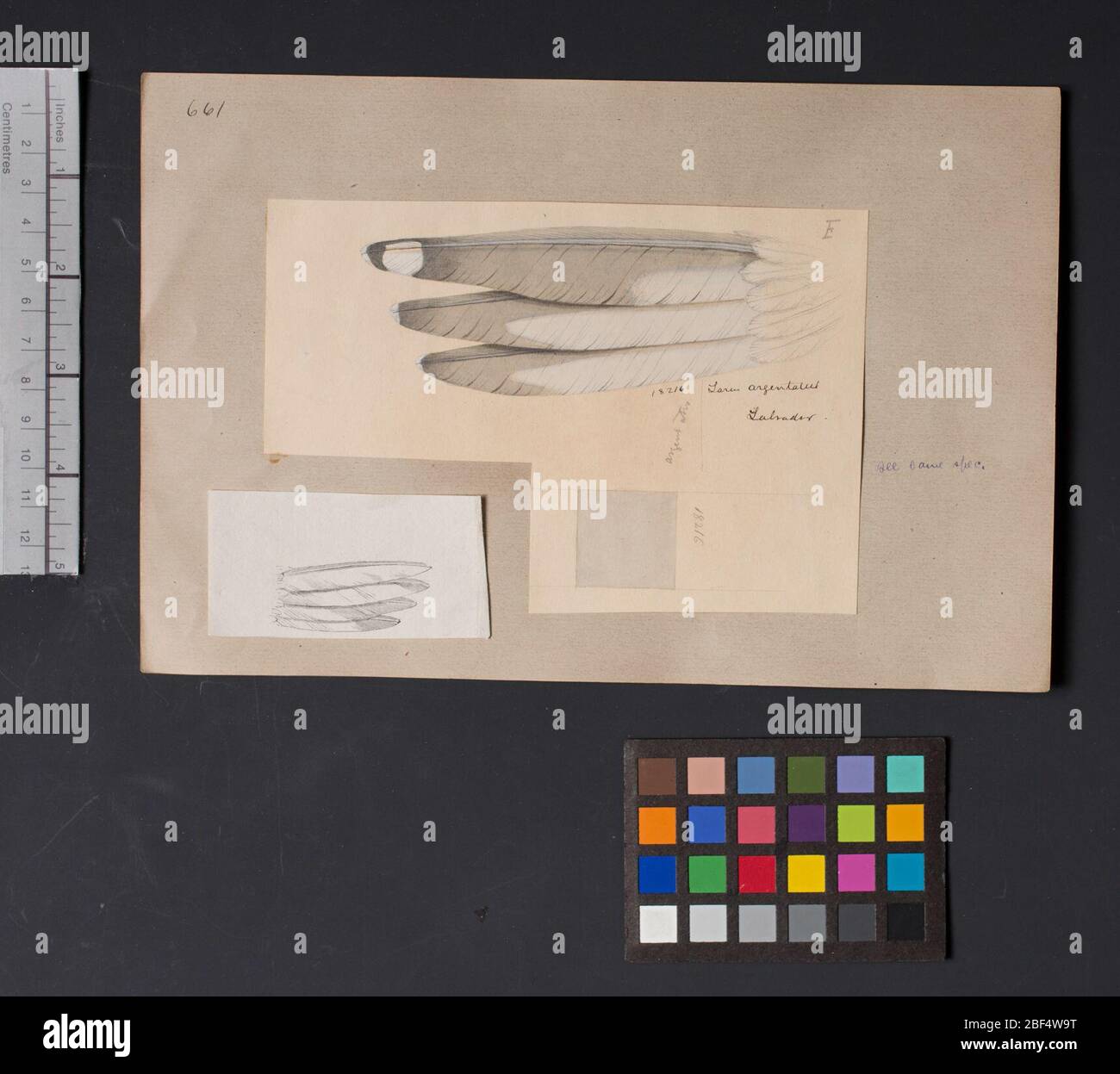 Robert Ridgway Bird Head disegno 661. Questo disegno o incisione di teste di uccello è stato usato in Spencer F. Foto Stock Robert Ridgway Bird Head disegno 661. Questo disegno o incisione di teste di uccello è stato usato in Spencer F. Foto Stock