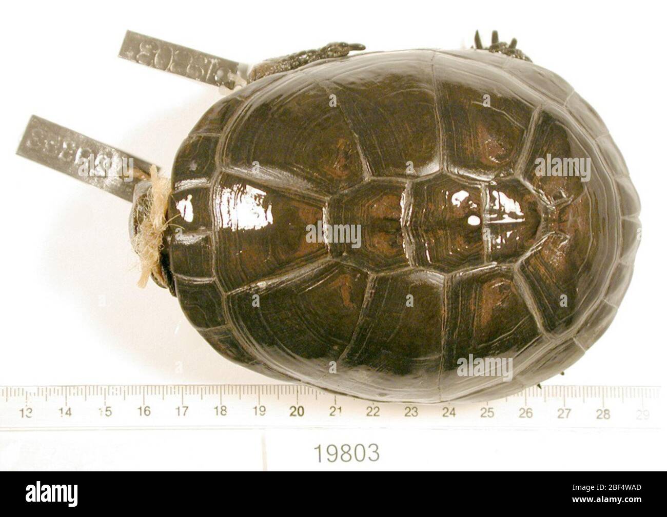 Pelusios subniger parietalis. 2 ottobre 20181 Foto Stock