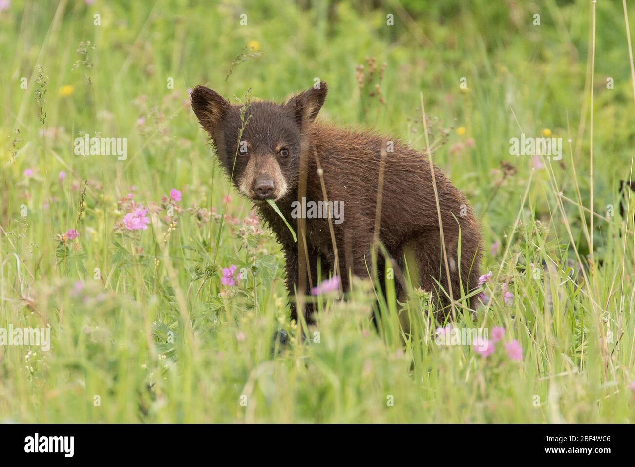 Cinnamon Black Bear Cub nel Parco Nazionale di Yellowstone. Foto Stock Cinnamon Black Bear Cub nel Parco Nazionale di Yellowstone. Foto Stock
