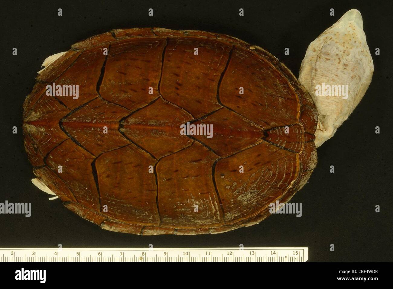 Sternotherus carinatus. 2 ottobre 20181 Foto Stock