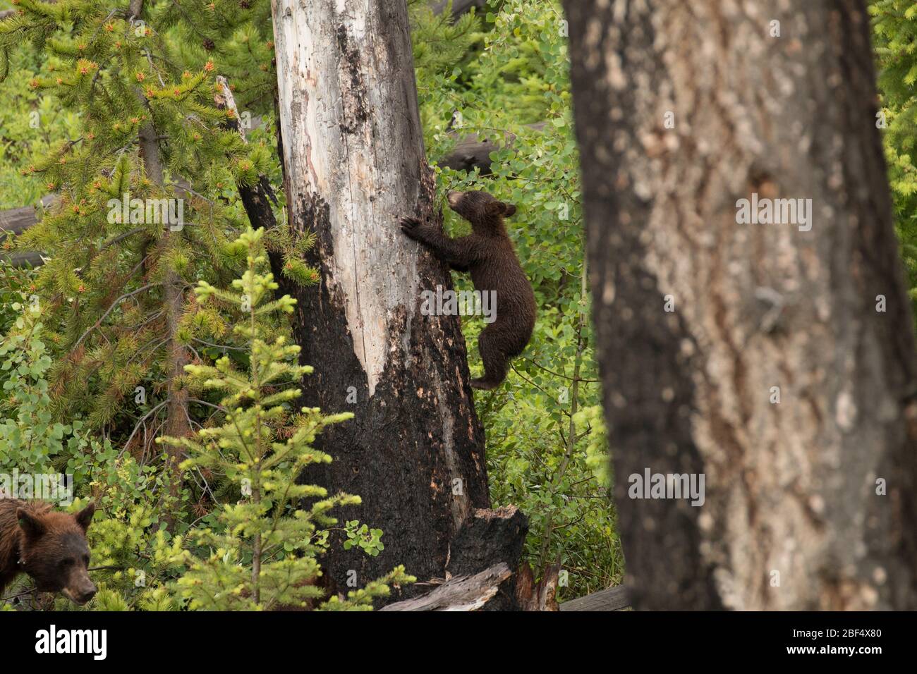 Cinnamon Black Bear Cub sale un albero, mentre la mamma cammina sotto nel Parco Nazionale di Yellowstone. Foto Stock Cinnamon Black Bear Cub sale un albero, mentre la mamma cammina sotto nel Parco Nazionale di Yellowstone. Foto Stock