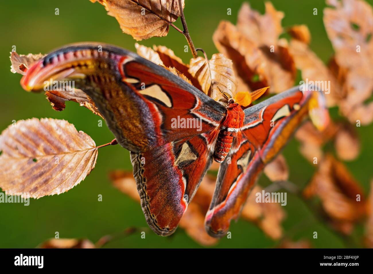 Atlante Moth - atlante di Attaco, bella grande e iconica Moth dalle foreste asiatiche e boschi, Borneo, Indonesia. Foto Stock