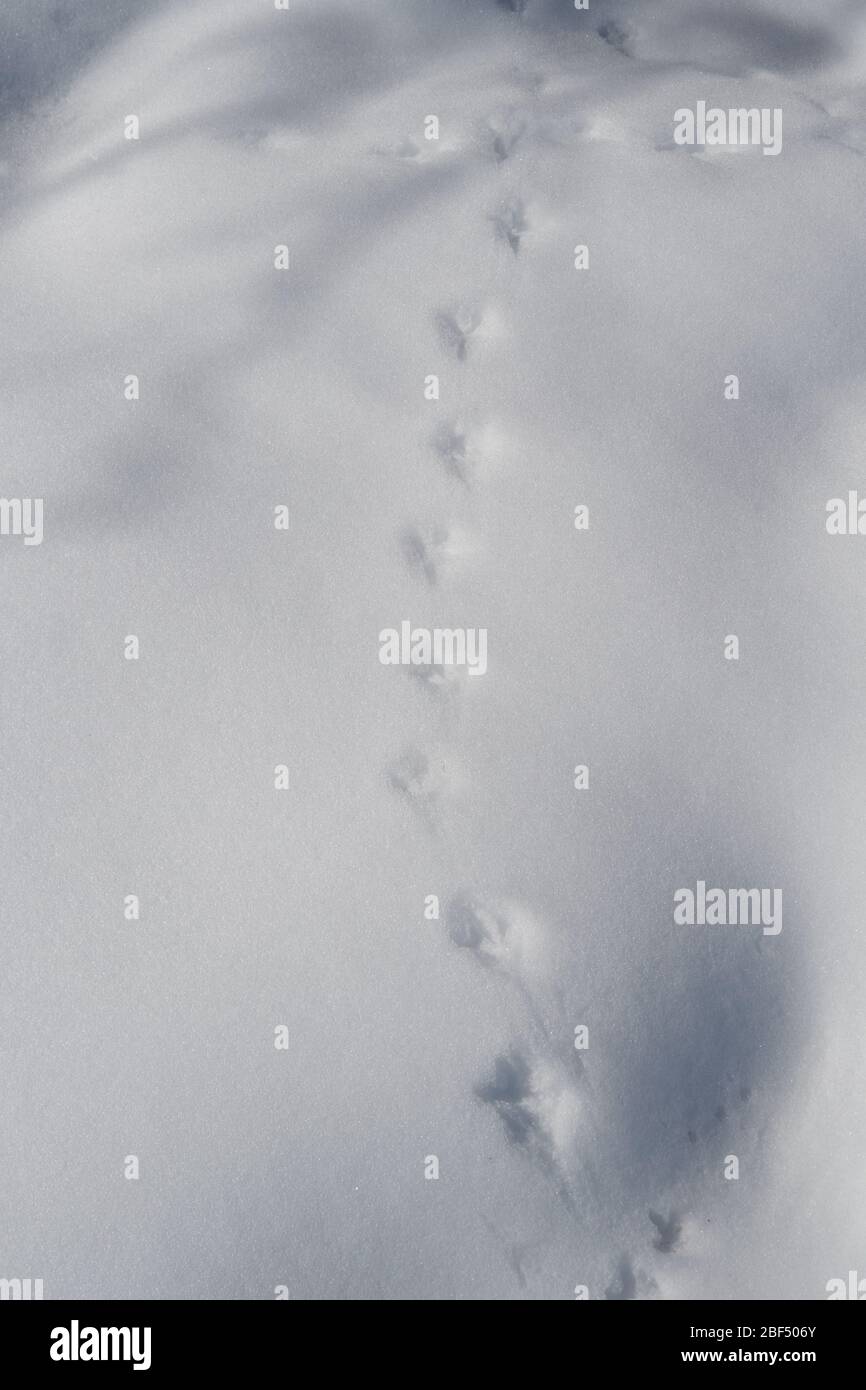 Pista Bobwhite Quail in neve fresca in Texas Foto Stock
