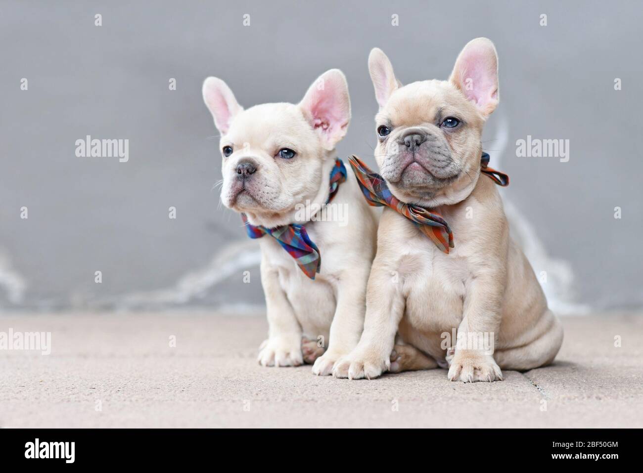 Due cuccioli di cane da Bulldog francese di 7 settimane fawn lilla con lilla che indossano cravatte a prua seduti insieme davanti alla parete grigia Foto Stock