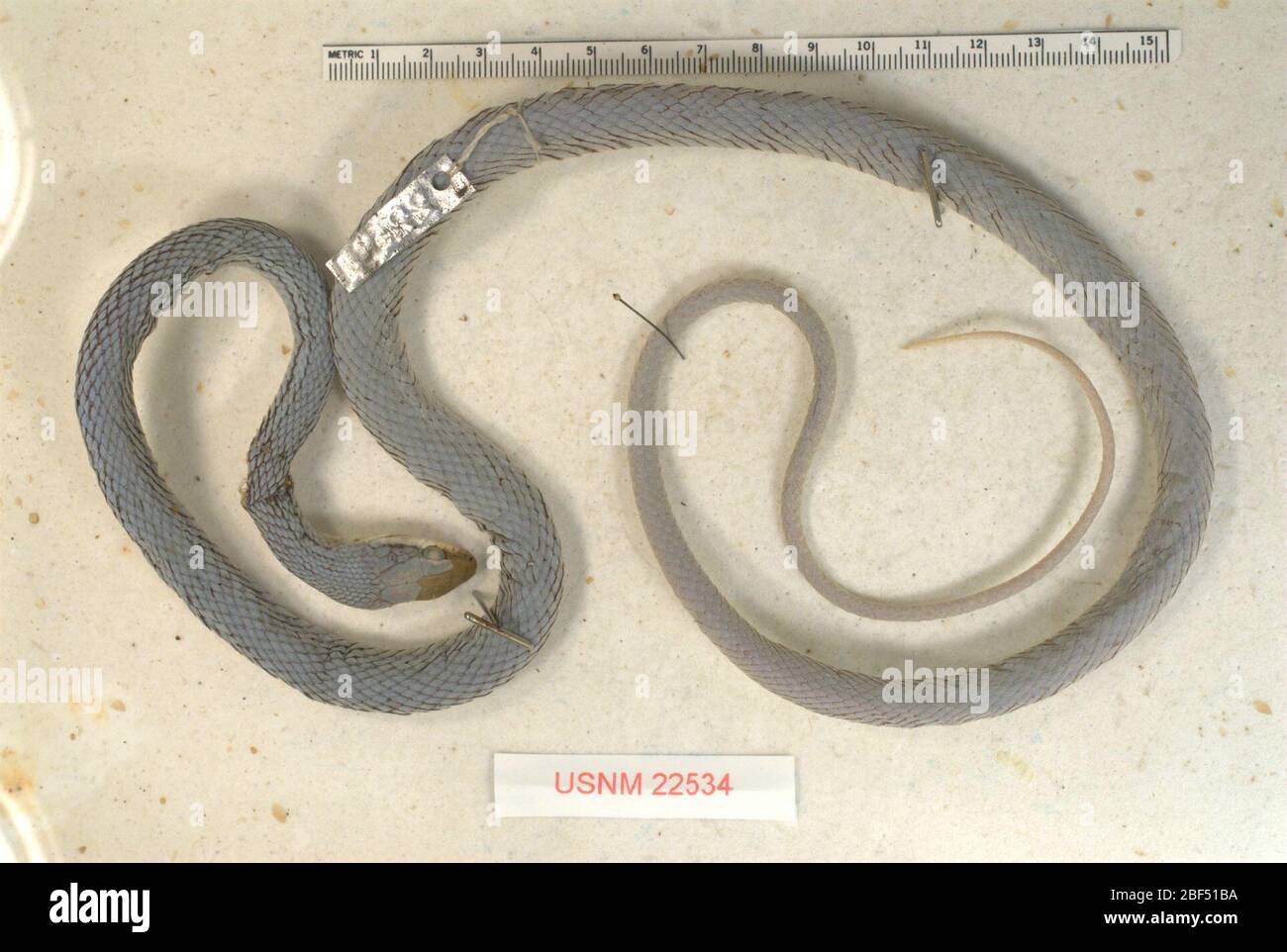 Mastigodydryas amarali. 2 ottobre 20181 Foto Stock