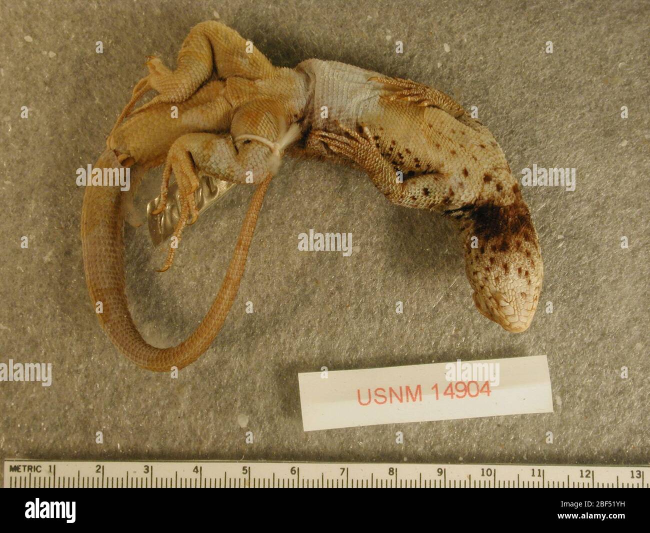 Sceloporus torquatus. 2 ottobre 20181 Foto Stock