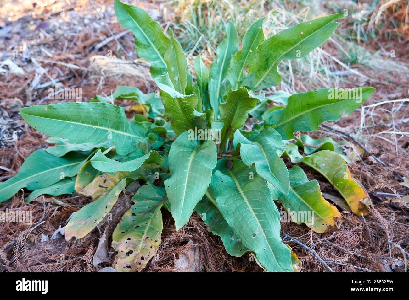 Giovane bacino arricciato (croccante Rumex) pianta che cresce in Texas Foto Stock