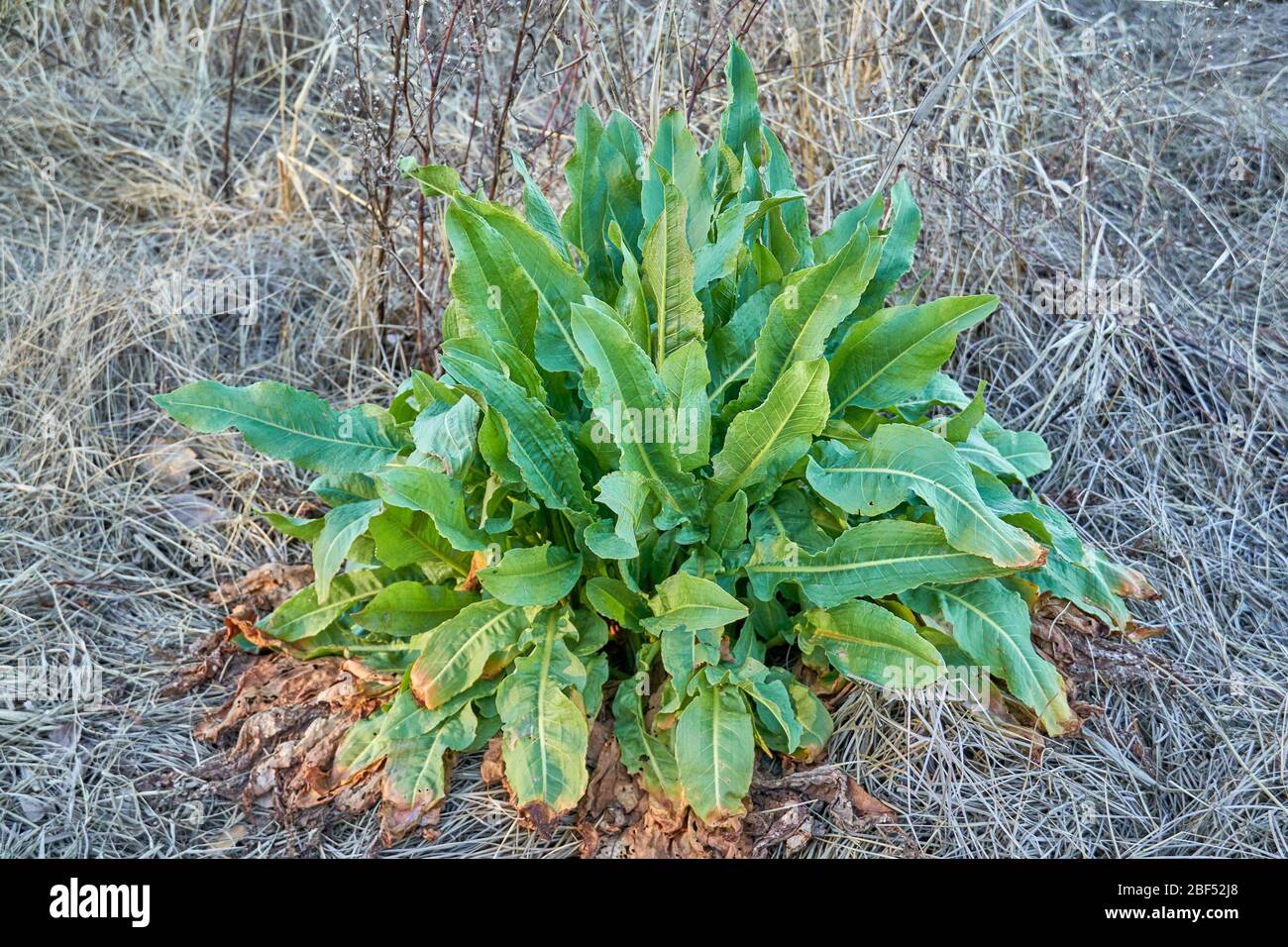 Giovane bacino arricciato (croccante Rumex) pianta che cresce in Texas Foto Stock