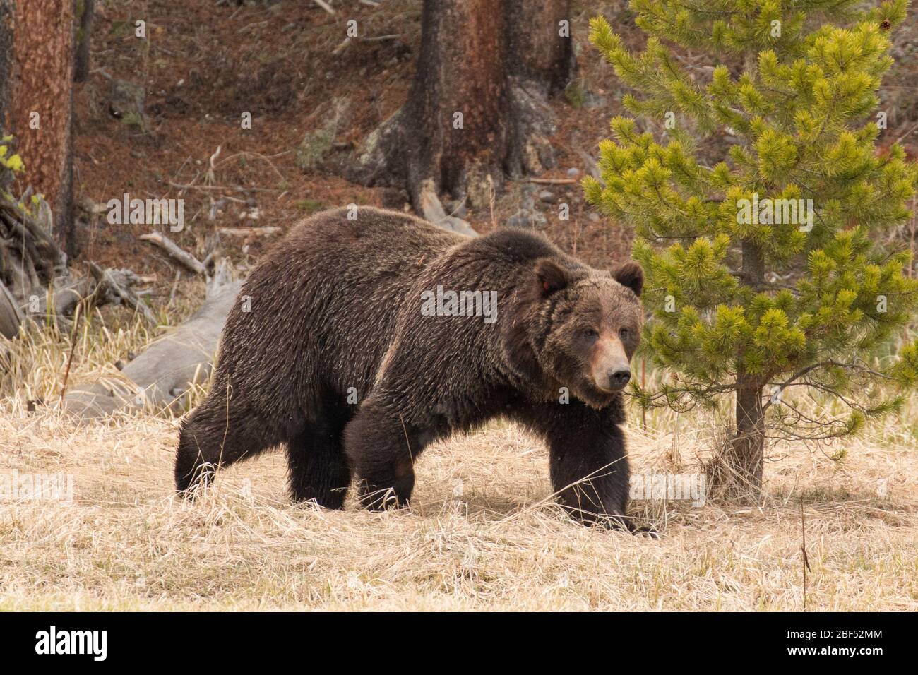 L'orso Grizzly cammina lungo il fiume Yellowstone nel Parco Nazionale di Yellowstone. Foto Stock L'orso Grizzly cammina lungo il fiume Yellowstone nel Parco Nazionale di Yellowstone. Foto Stock
