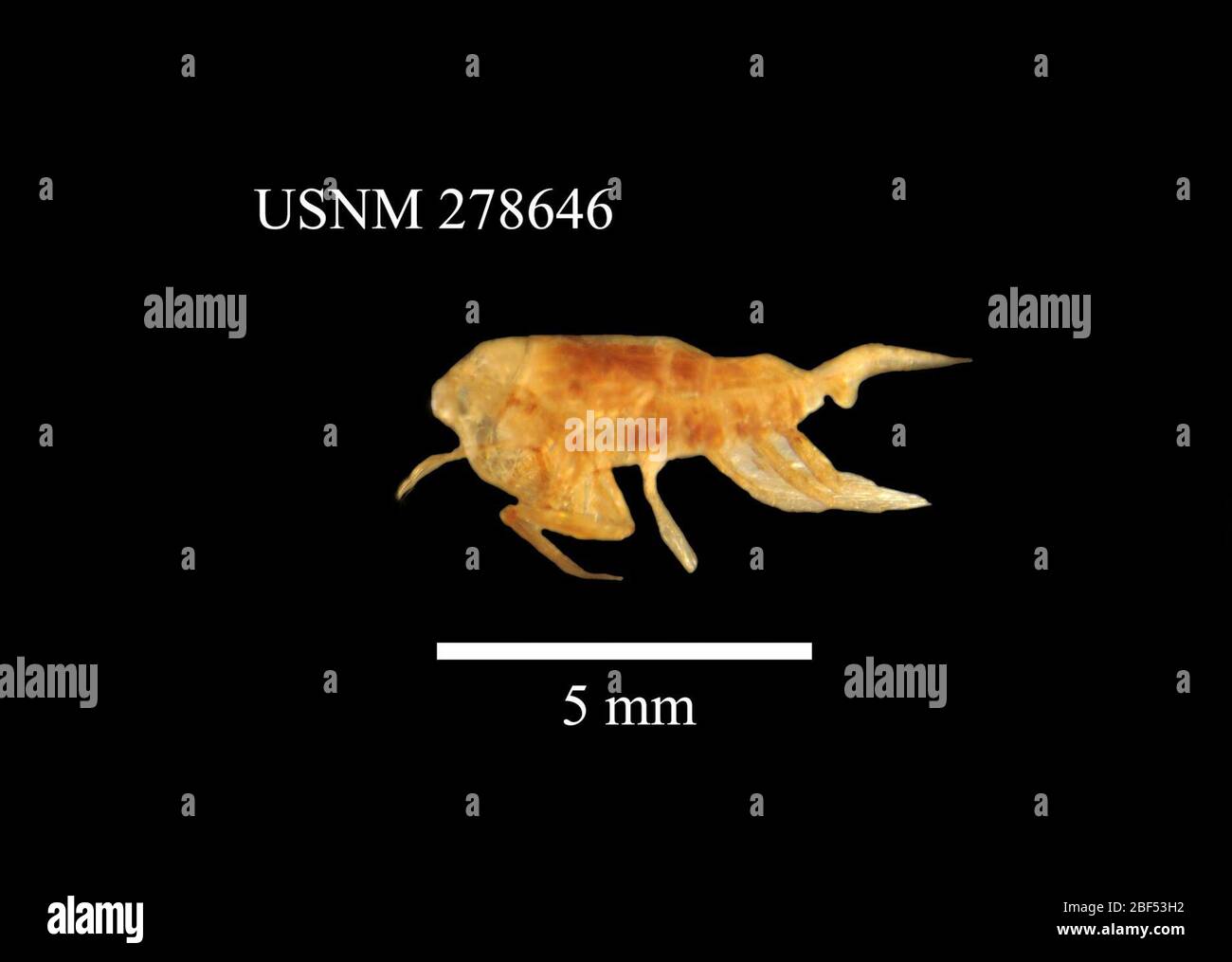 Paraeuchaeta malayensis. 23 Jan 2013355C1 Foto Stock