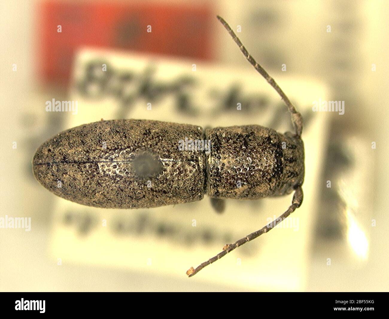 Parmenonta insularis. 9 Jan 20141 Foto Stock