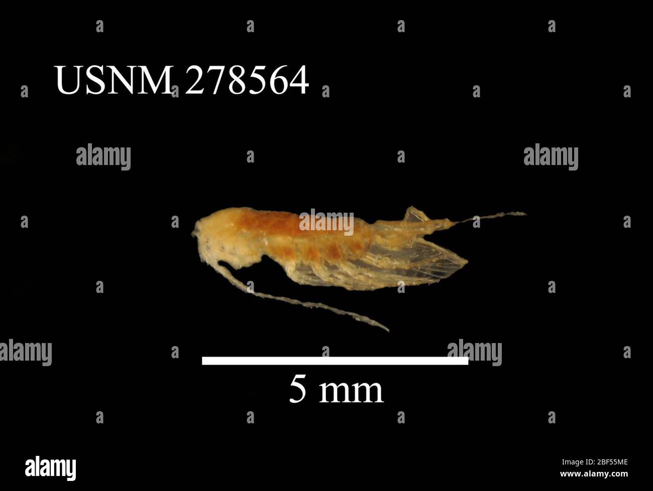 Paraeuchaeta biloba. 18 ago 2017112 Foto Stock