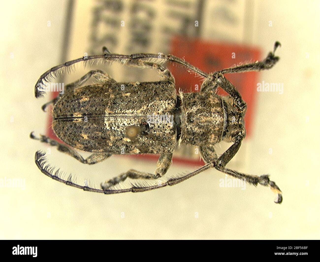 Saimia irticornis. 9 Jan 20141 Foto Stock