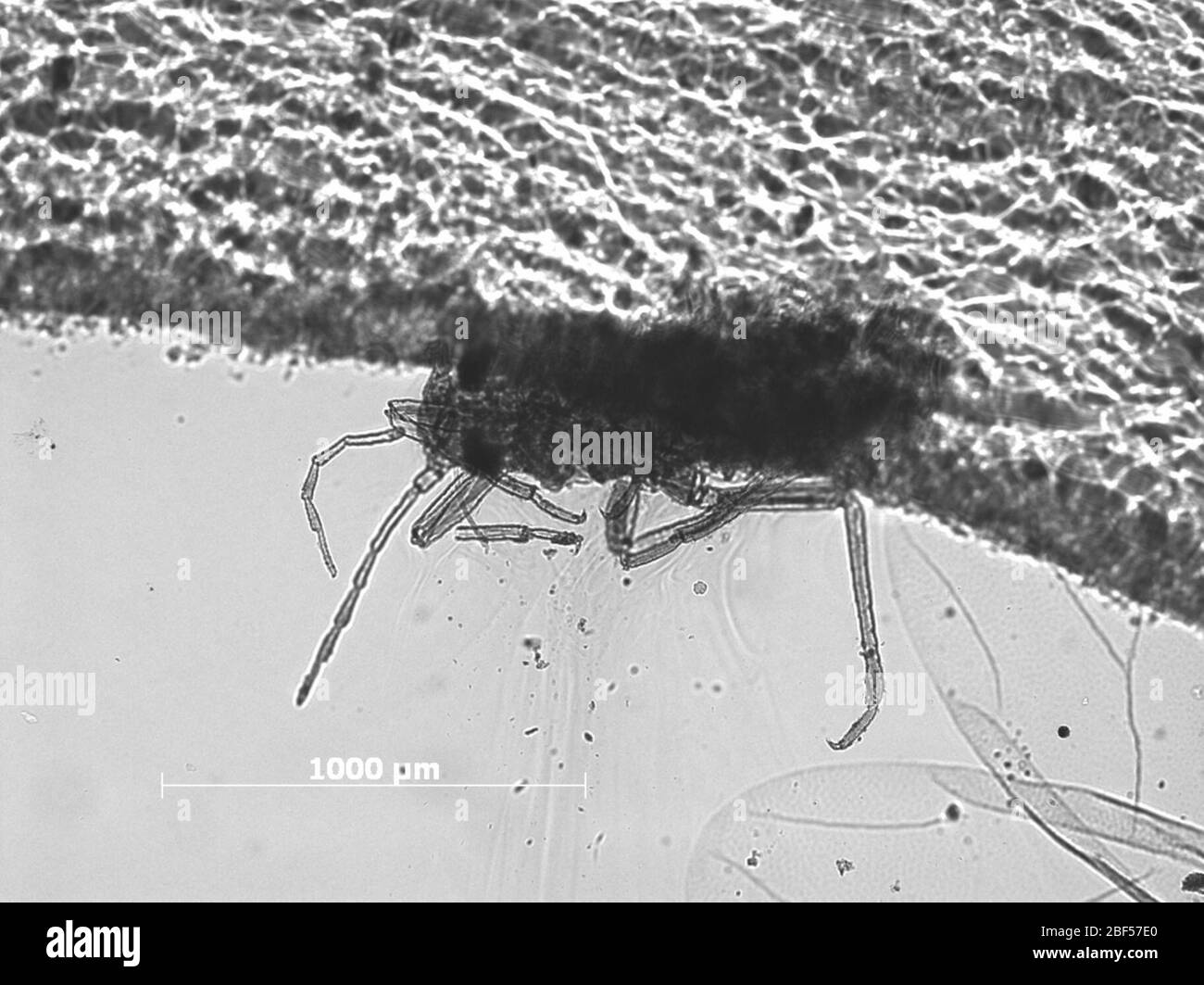 Brachycolus tritici. 6 ottobre 20151 Foto Stock