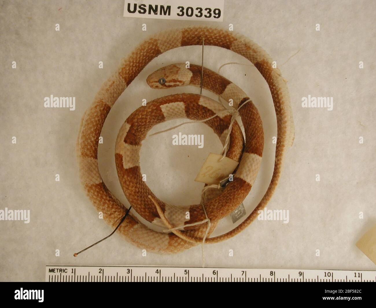 Leptodeira nigrofasciata. 11 ago 20141 Foto Stock