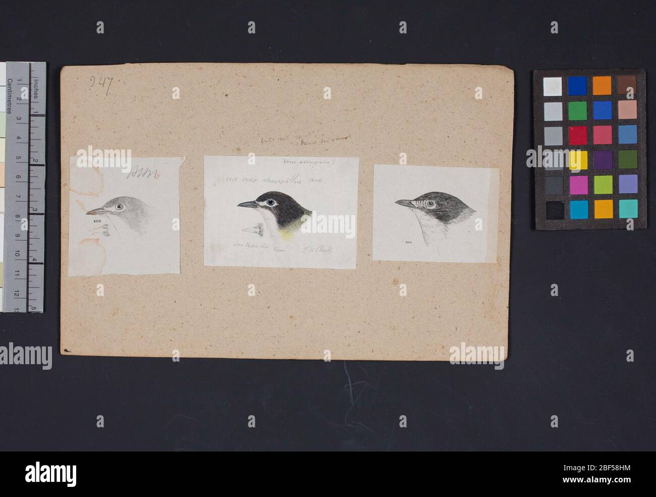 Robert Ridgway Bird Head disegno 247. Questo disegno o incisione di teste di uccello è stato usato in Spencer F. Foto Stock
