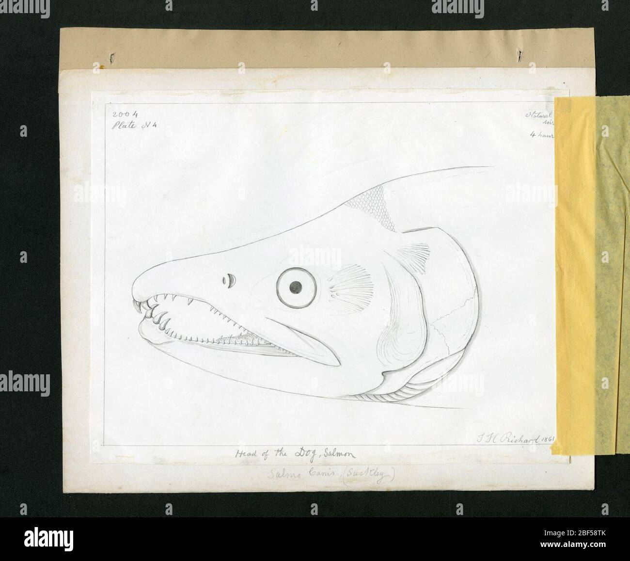 Relazione su Salmonidae di George Suckley, targhetta n. 3. Targa numero 3 dal rapporto di George Suckley sui Salmonidi raccolti nel Northwest Boundary Survey del 1857, 1861. Questa piastra raffigura un salmone del cane (Salmo canis).Smithsonian Institution Archives, Record Unit 7191, George Suckley Papers, Image No. Foto Stock