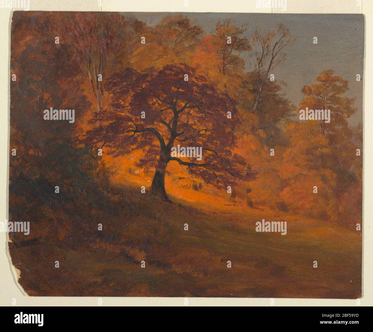 Autunno Foliage. Vista orizzontale di un grande albero in autunno fogliame, su una collina in pendenza, adagiato su boschi in giallo fogliame sullo sfondo. Foto Stock