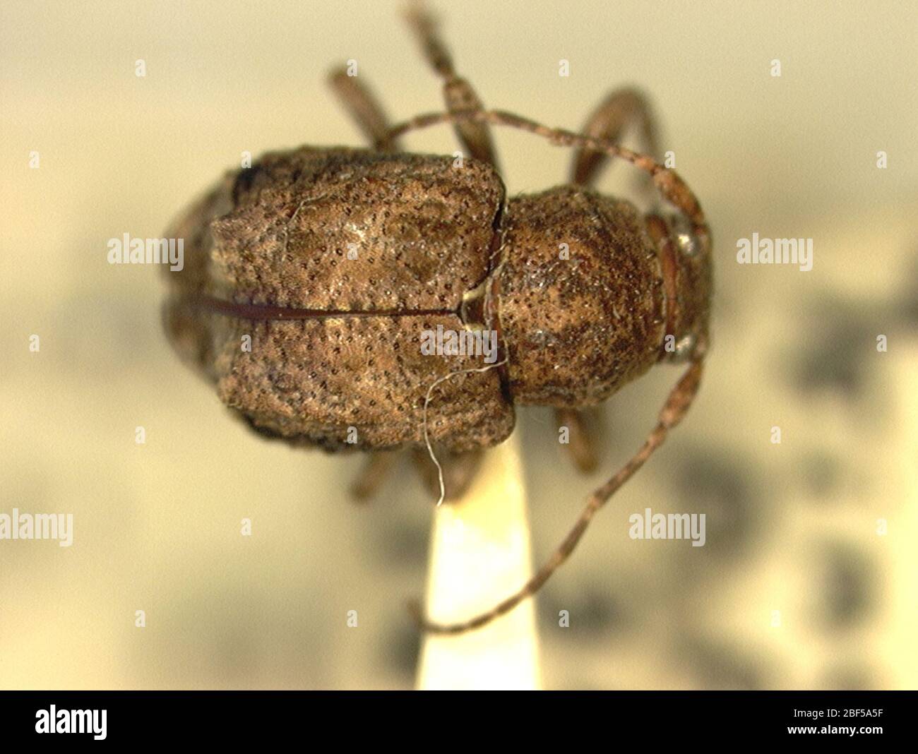 Eugamandus oakleyi. 9 Jan 20141 Foto Stock