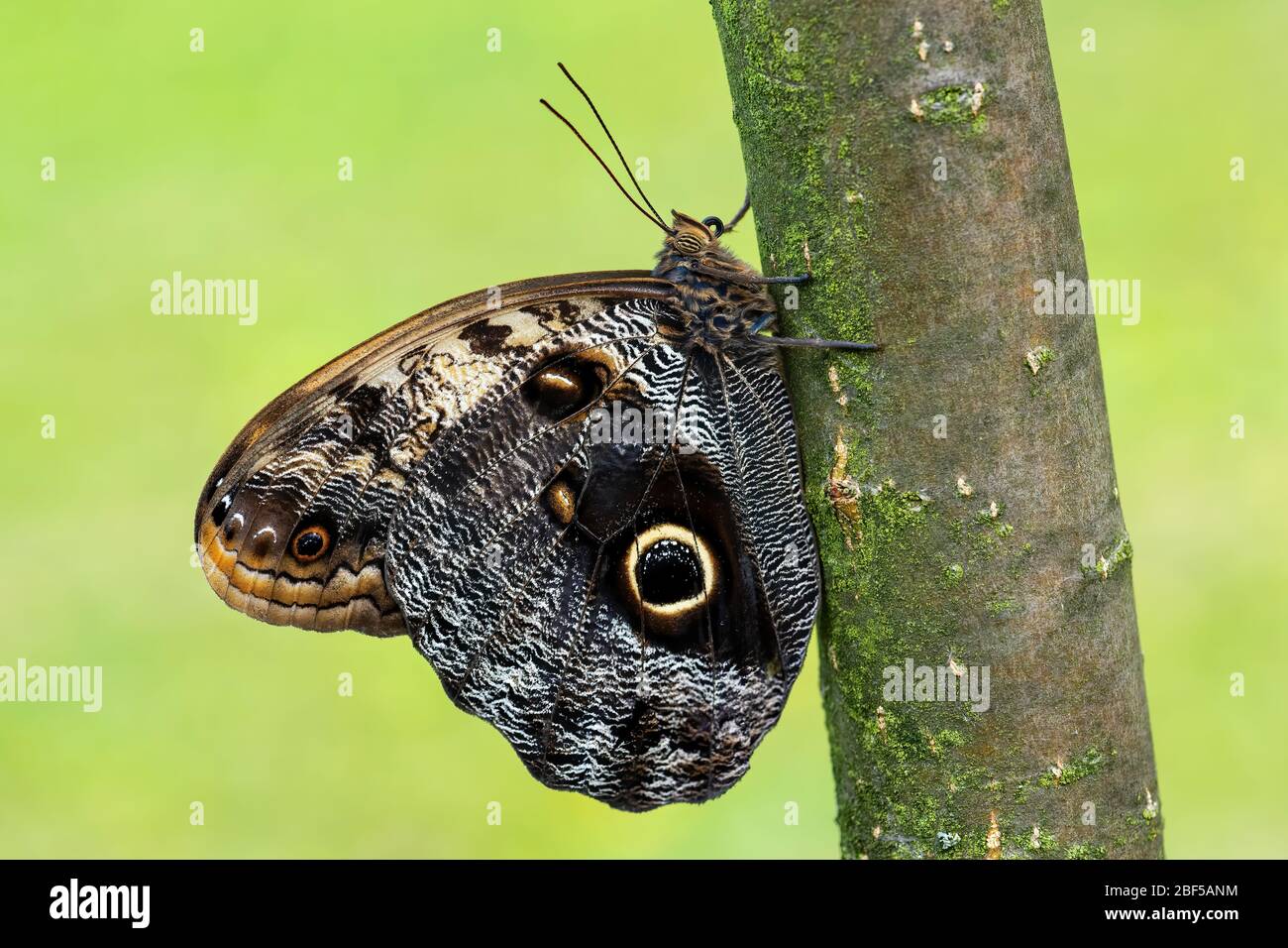 Gigante farfalla civetta - Caligo memnon, bella grande farfalla dall America Centrale foreste, Messico. Foto Stock