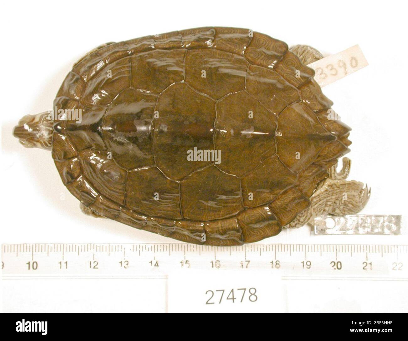 Graptemys Versa. 2 ottobre 20181 Foto Stock