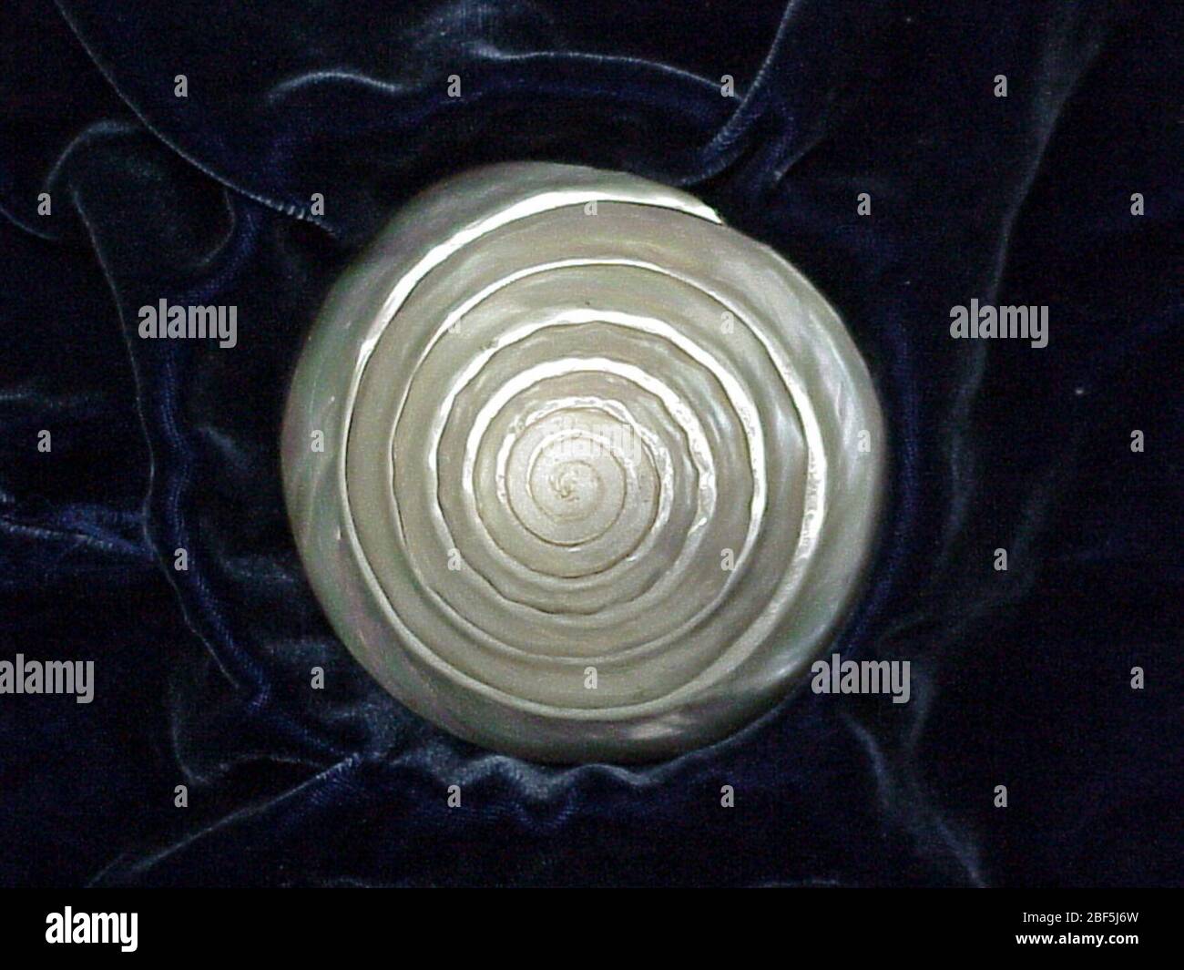 Trochus niloticus. Periostracum rimosso, Nacre lucidato, nessun dato di stazione, solo una bella shell senza valore, quindi è stato deaccessioned.23 maggio 20160 Foto Stock