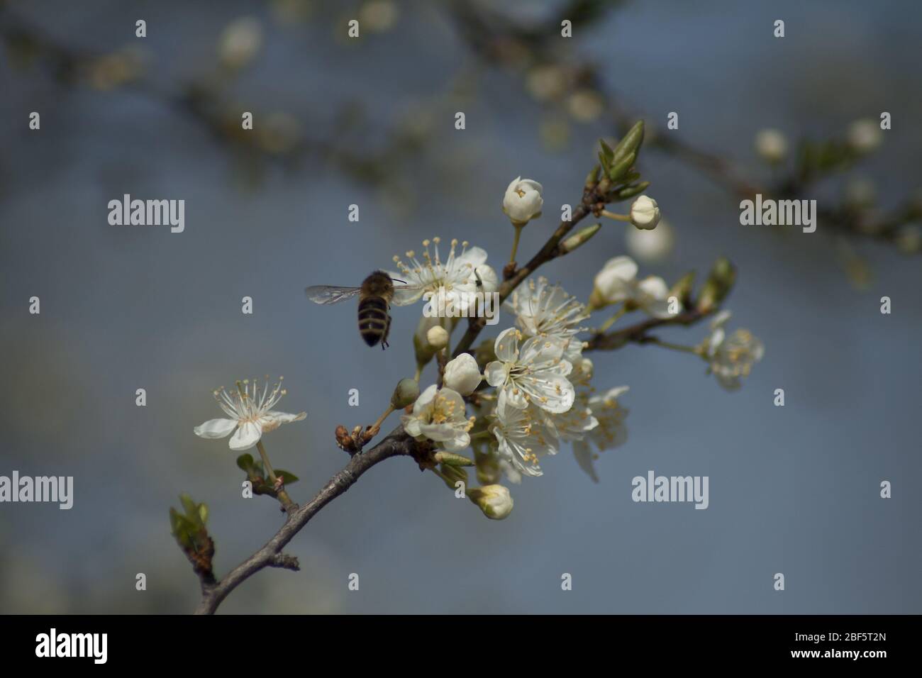 Miele ape impollinare fiori primaverili di alberi da frutto nel frutteto. Foto Stock