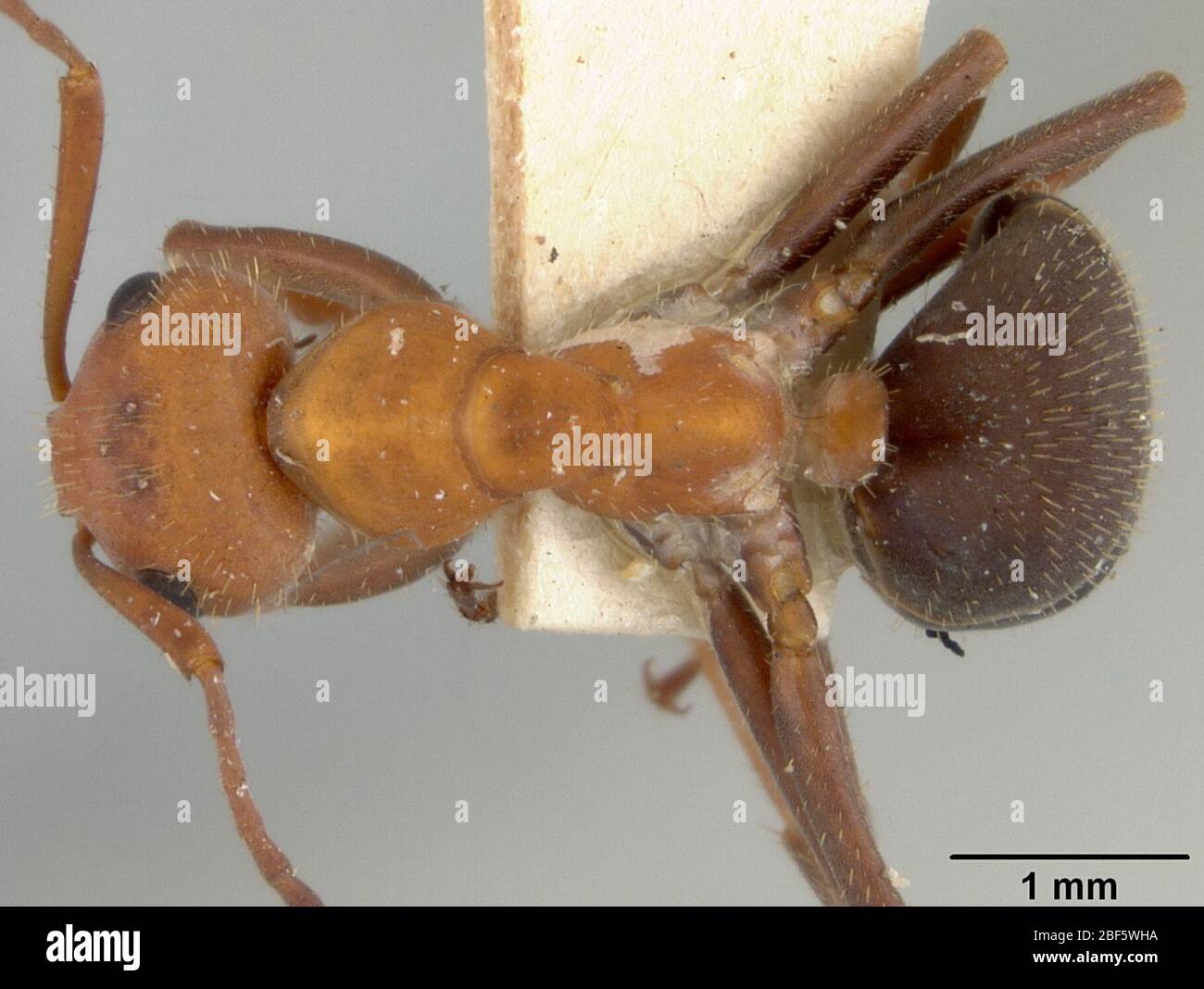 Formica impexa. 28 Dec 20164 Foto Stock