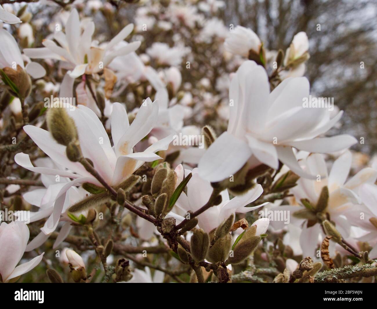 Primavera sfondo floreale con fiori magnolia.Primavera in Orebro Foto Stock