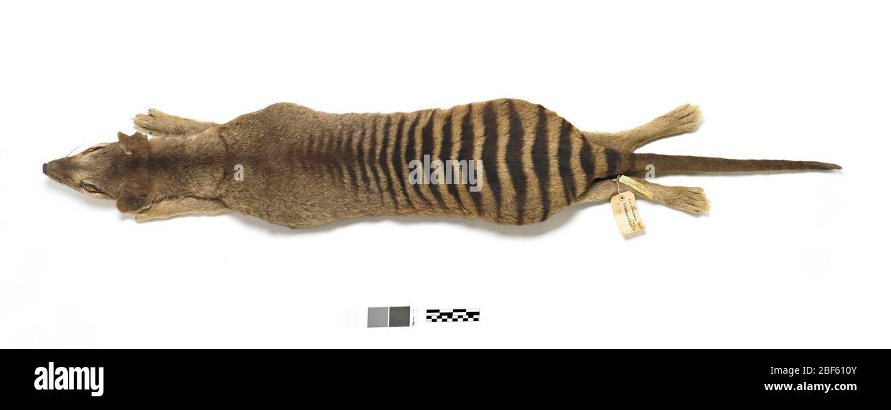 Thylacinus cinocephalus. La madre di questo esemplare (USNM 124662) fu originariamente raccolta da Hector Turner, residente vicino a Cluan, nei Tiers occidentali, Tasmania, Australia, e fu spedita con le sue tre prole (USNM 115365, 125345, e 155408) dallo Zoo del Parco della Città di Launceston (Fide Robert Paddle) a NZP ( Foto Stock